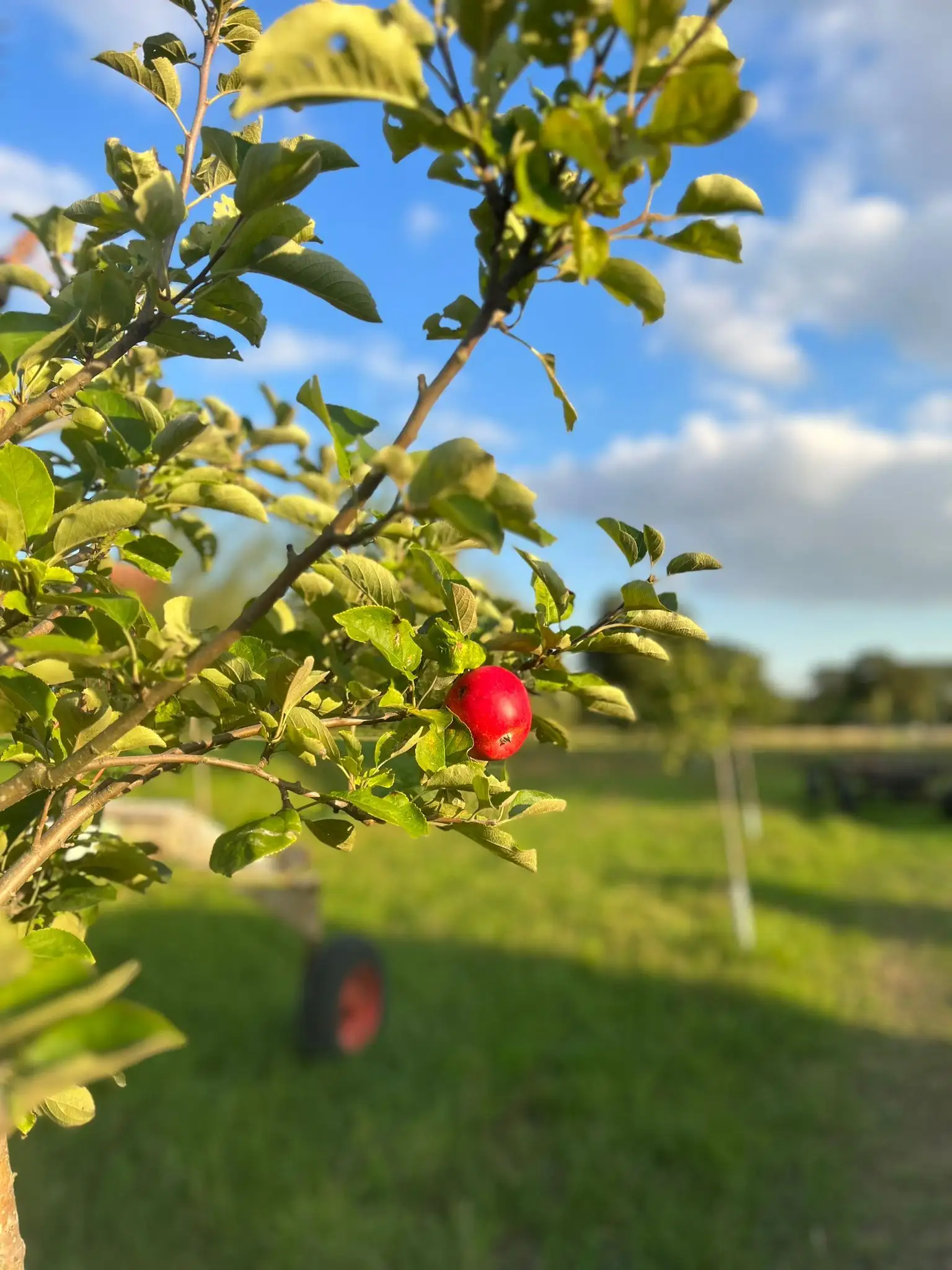 Reifer roter Apfel an einem Baum der Streuobstwiese