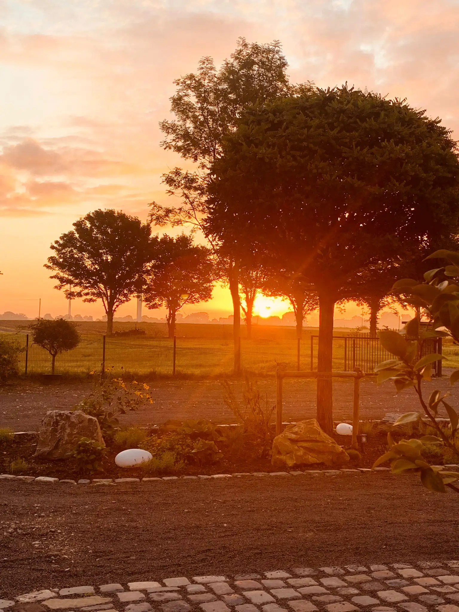 Sonnenuntergang hinter den Bäumen der Streuobstwiese